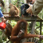 Indonésie, Palmier à huile, documentaire, déforestation, tourbières