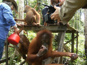 Indonésie, Palmier à huile, documentaire, déforestation, tourbières